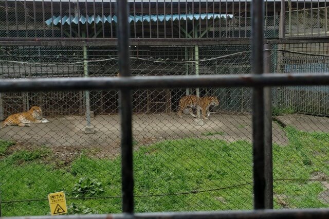 那須サファリパークの肉食動物たち｜ベンガルトラ