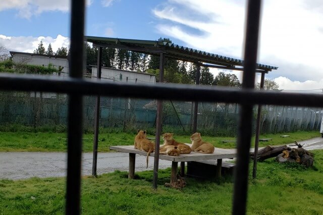 那須サファリパークの肉食動物たち｜アフリカライオン