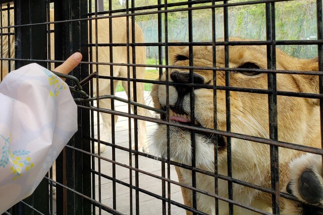 那須サファリパークの肉食動物たち｜アフリカライオン