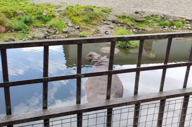 那須サファリパークの草食動物たち｜カバ