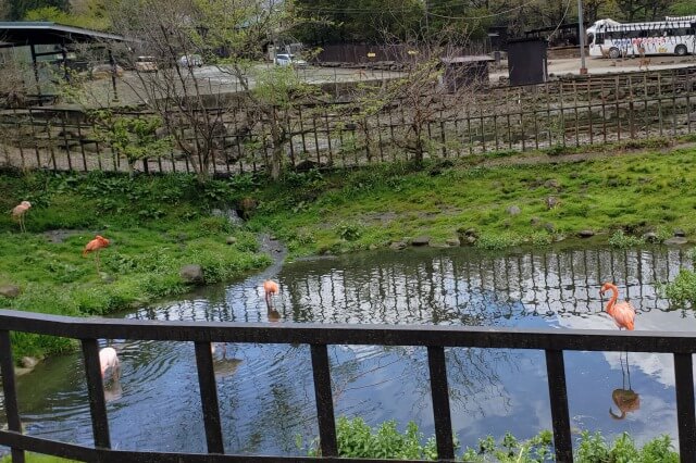 那須サファリパークの草食動物たち｜フラミンゴ