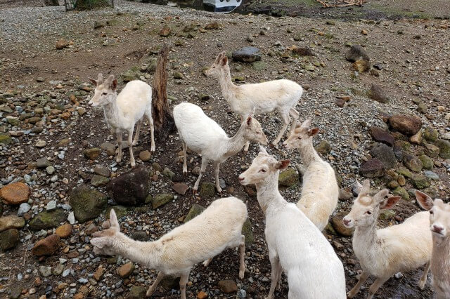 那須サファリパークの草食動物たち｜ファロージカ