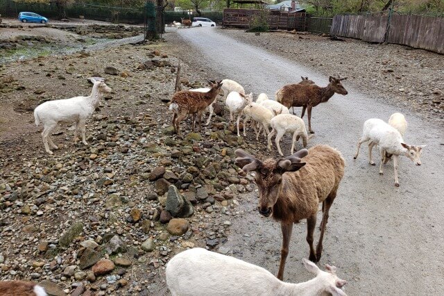 那須サファリパークの草食動物たち｜ニホンジカ