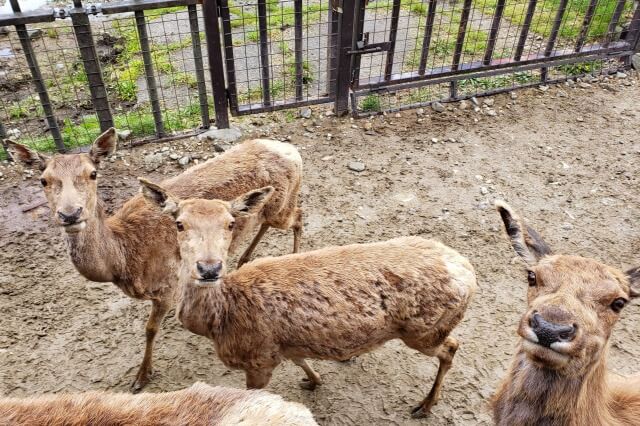 那須サファリパークの草食動物たち｜ニホンジカ