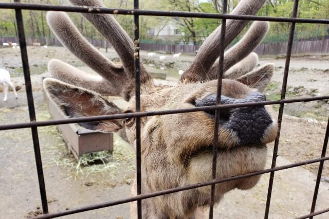 那須サファリパークの草食動物たち｜ニホンジカ