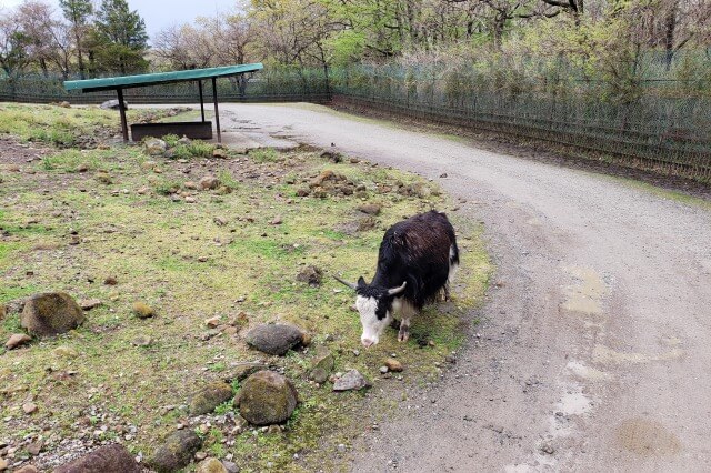 那須サファリパークの草食動物たち｜ヤク