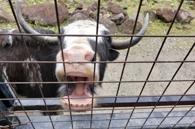 那須サファリパークの草食動物たち｜ヤク