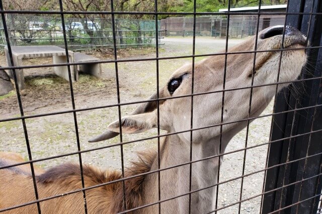 那須サファリパークの草食動物たち｜エランド