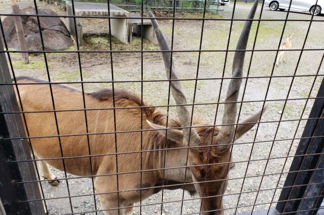 那須サファリパークの草食動物たち｜エランド