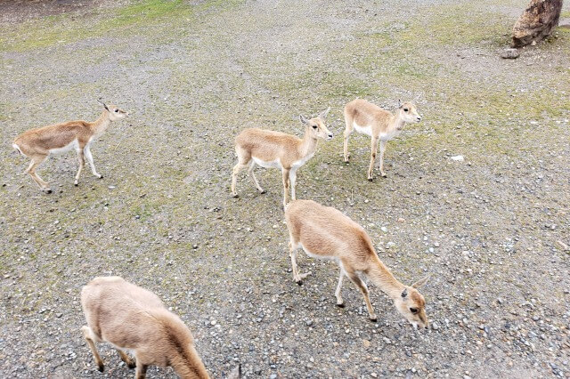 那須サファリパークの草食動物たち｜エランド