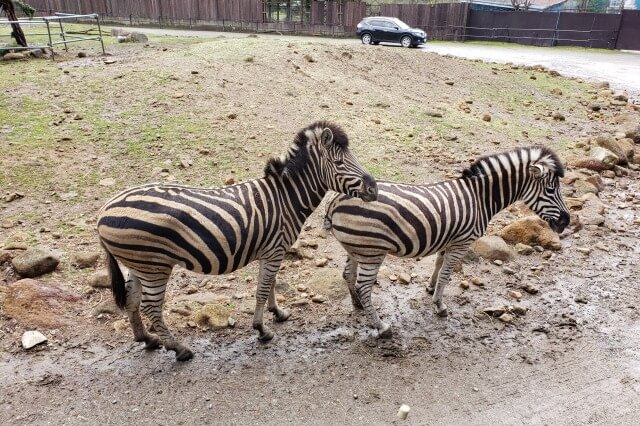 那須サファリパークの草食動物たち｜シマウマ