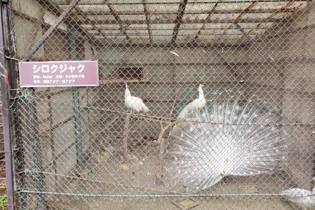 那須サファリパークの草食動物たち｜シロクジャク