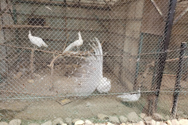 那須サファリパークの草食動物たち｜シロクジャク