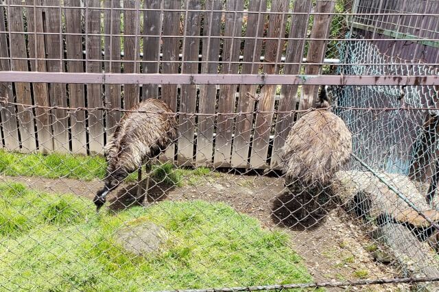 那須サファリパークの草食動物たち｜エミュー