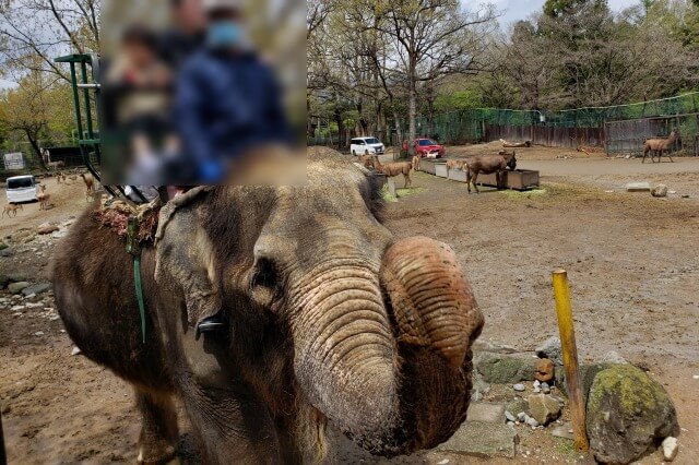 那須サファリパークの草食動物たち｜ゾウ