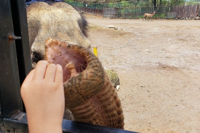 那須サファリパークの草食動物たち｜ゾウ