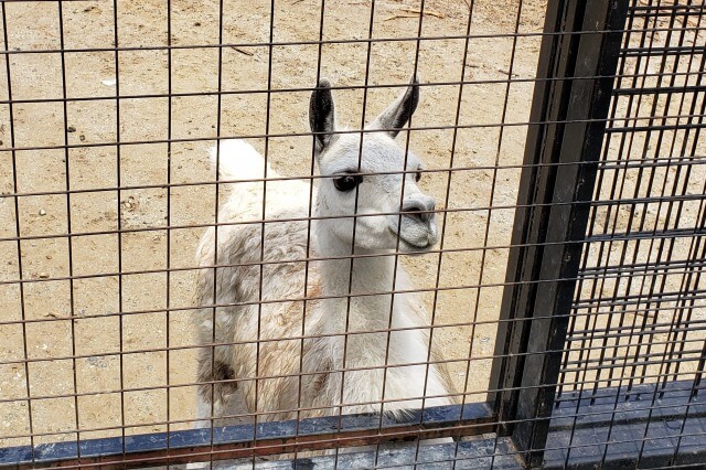 那須サファリパークの草食動物たち｜ラマ