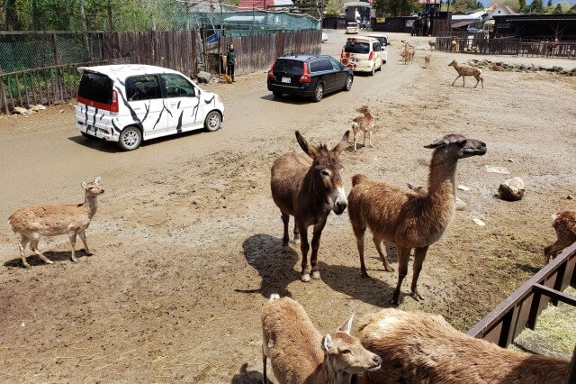 那須サファリパークの草食動物たち｜ラマ