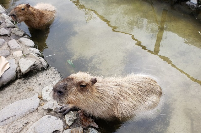 那須どうぶつ王国で出会える動物たち