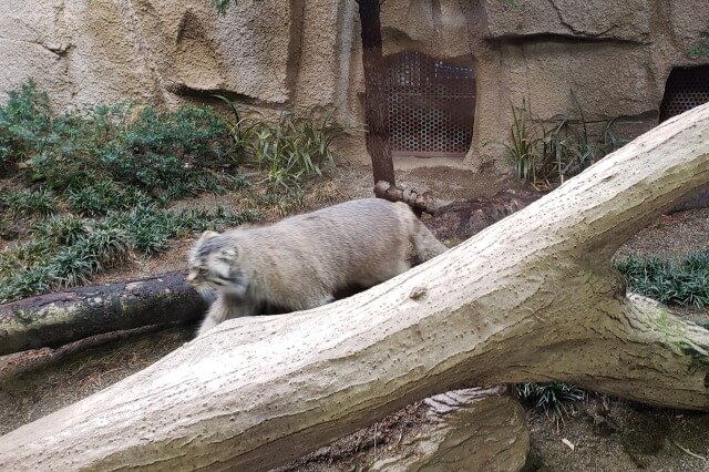 那須どうぶつ王国の王国タウン【アジアの森】で出会える動物