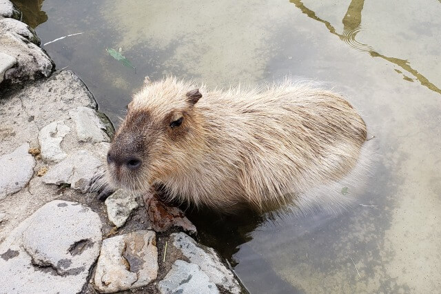 那須どうぶつ王国の王国タウン【カピバラの森】で出会える動物