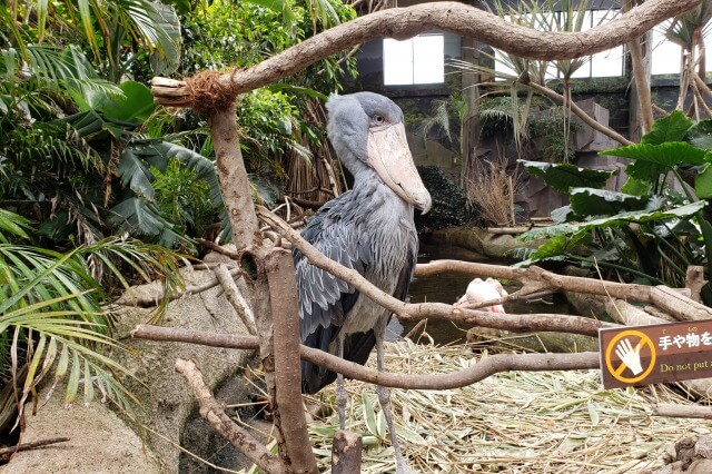 那須どうぶつ王国の王国タウン【ウェットランド】で出会える動物