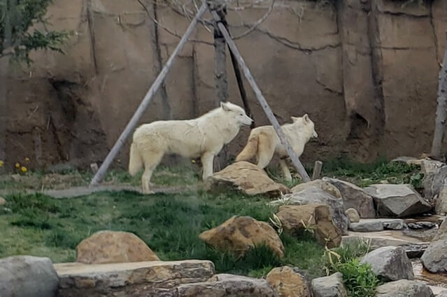 那須どうぶつ王国の王国タウン【オオカミの丘】で出会える動物