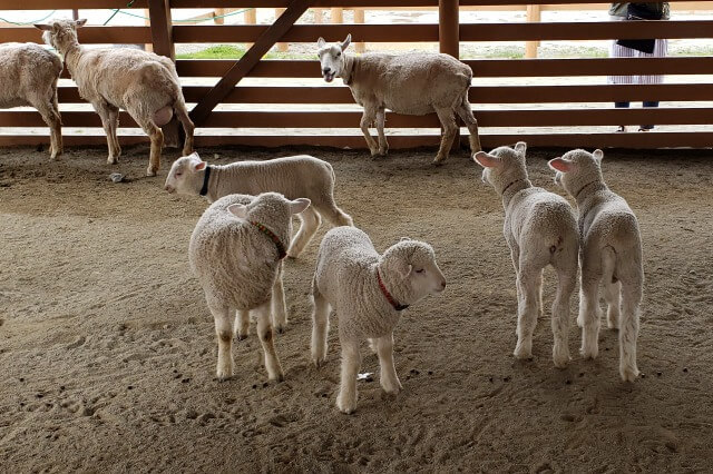 那須どうぶつ王国の王国ファーム【ヒツジファーム】で出会える動物