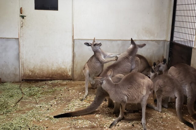 那須どうぶつ王国の王国ファーム【カンガルーファーム】で出会える動物