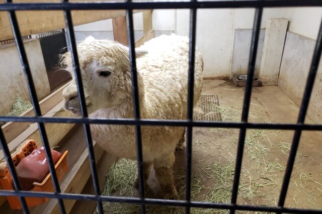 那須どうぶつ王国の王国ファーム【アルパカの丘】で出会える動物