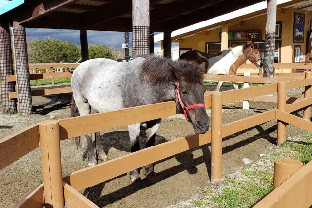 那須どうぶつ王国の王国ファーム【ホースコーナー】で出会える動物