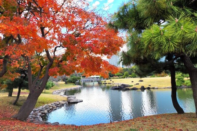 浜離宮恩賜庭園の紅葉