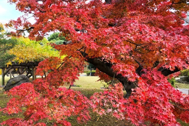 浜離宮恩賜庭園の紅葉の見頃