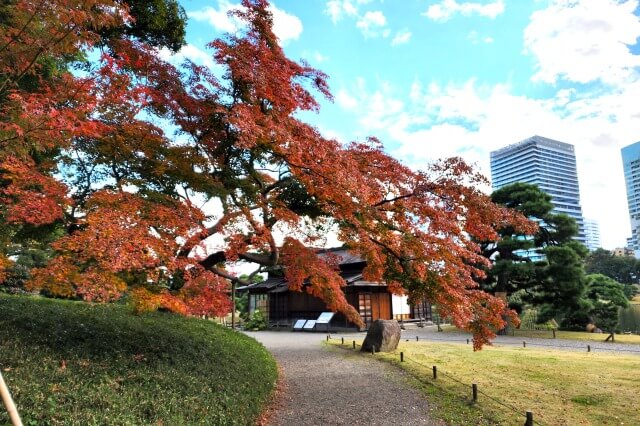 潮入の池｜松の御茶屋近くのモミジ