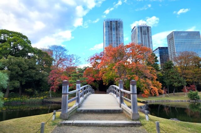 潮入の池｜中島橋近くの吉宗ゆかりのトウカエデ