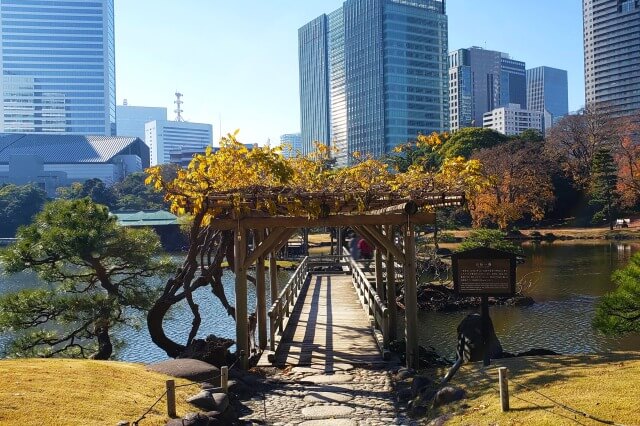 お伝い橋の藤棚のフジ