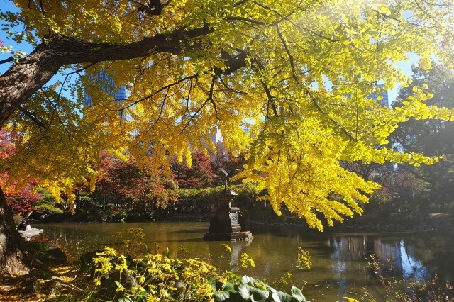 雲形池の鶴の噴水のイチョウやもみじ