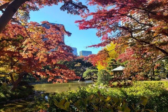 雲形池の鶴の噴水のイチョウやもみじ