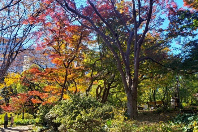 雲形池隣の丘のもみじ