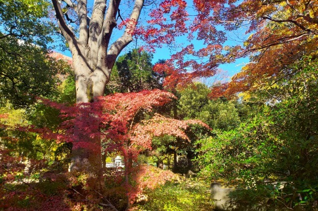 雲形池隣の丘のもみじ