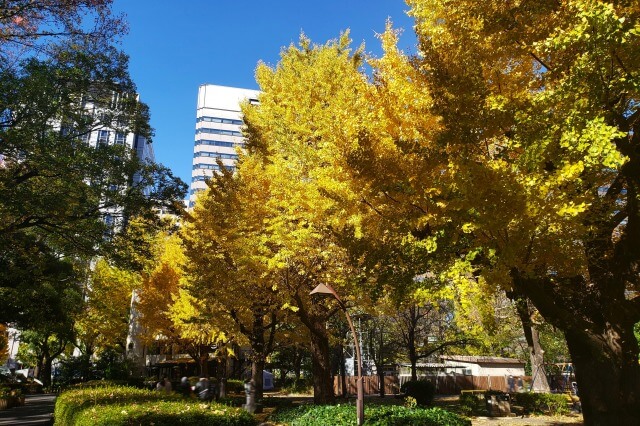 草地広場前のイチョウ並木