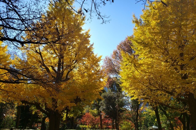 草地広場前のイチョウ並木