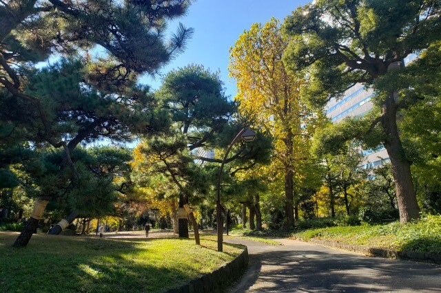 健康広場のイチョウ