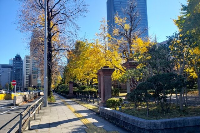 桜門周辺のイチョウ