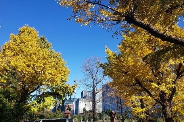 桜門周辺のイチョウ