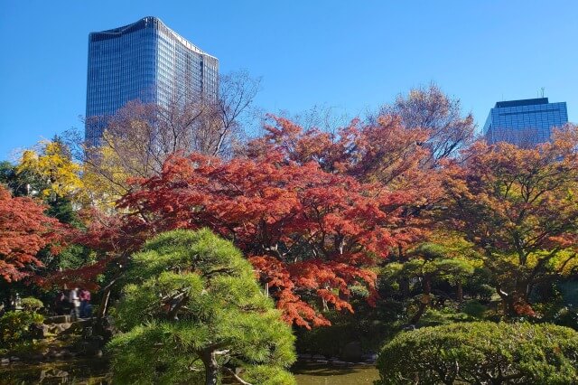 日比谷公園の紅葉の見頃