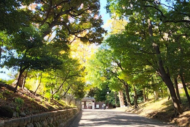 庭園入口から見る大イチョウ