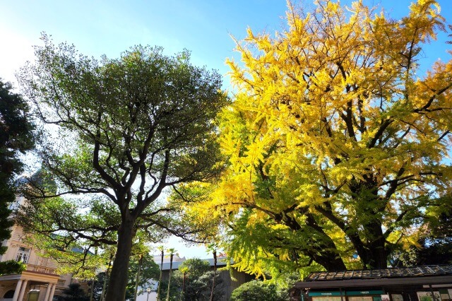 庭園入口から見る大イチョウ