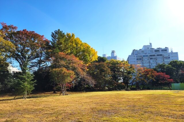 庭園のイチョウやもみじ