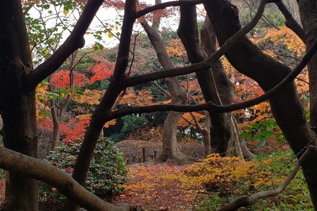 北の丸公園の紅葉